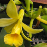 מכתב הולנדי מדגים את חשיבותם הכלכלית של היהודים – ט”ז ניסן התמ”ד – 31 במרץ 1684