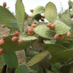 הצבר הראשון – ג’ אייר התרצ”א  – 20 באפריל 1931